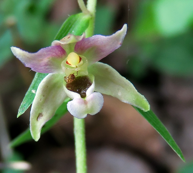 Latifolia6a