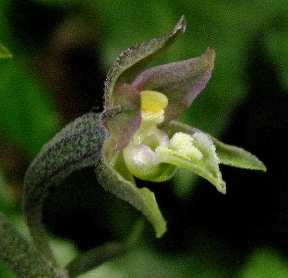 Microphylla4