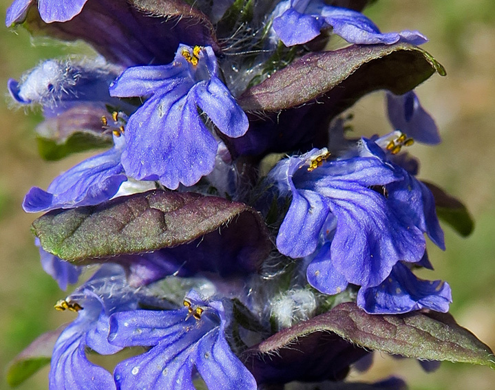 Ajuga6