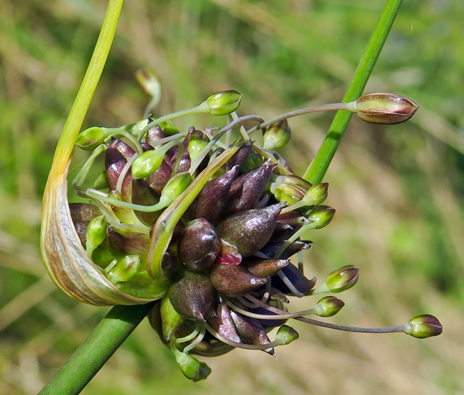 Allium0b