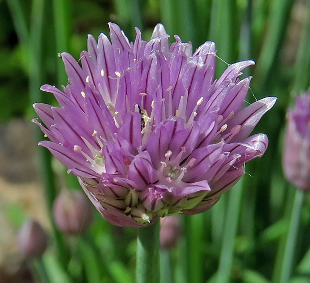 Allium8a