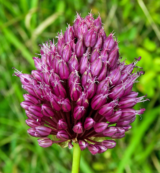 Allium7a