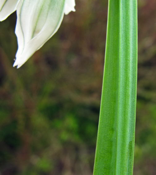 Allium11a