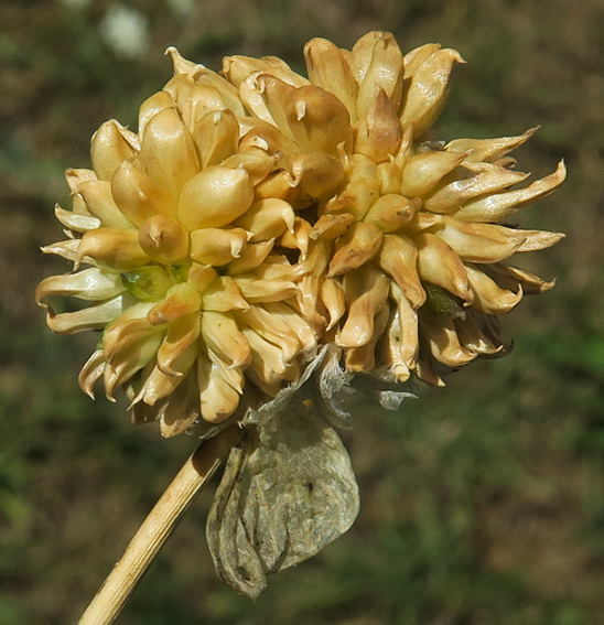 Allium6d