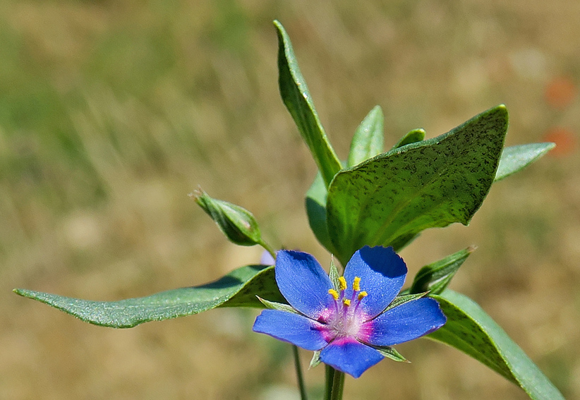 Anagallis8