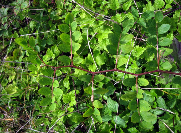 Astragalus1
