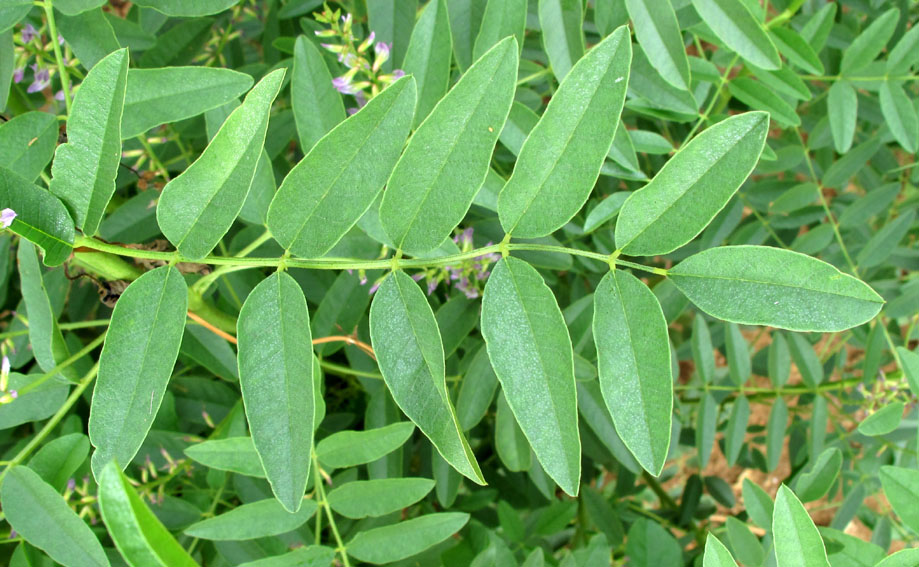 Astragalus5