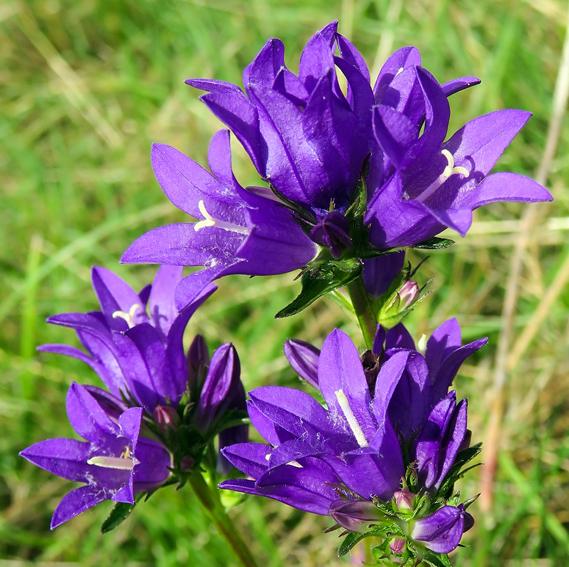 Campanula4d