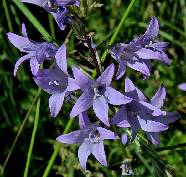 Campanula13