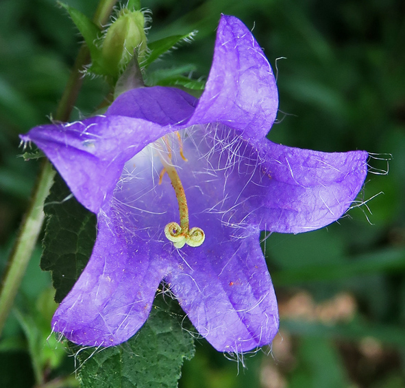 Campanula22a1