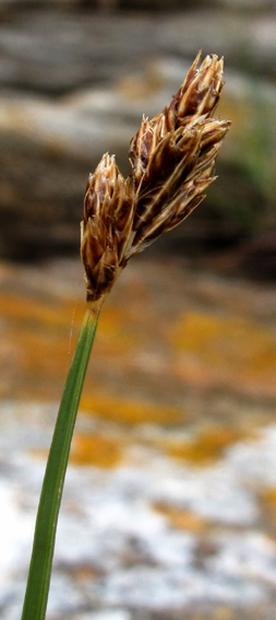 Carex20