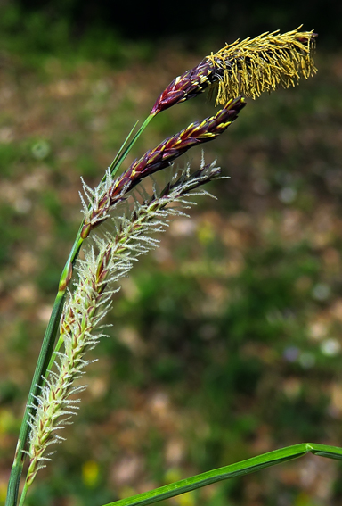 Carex4c