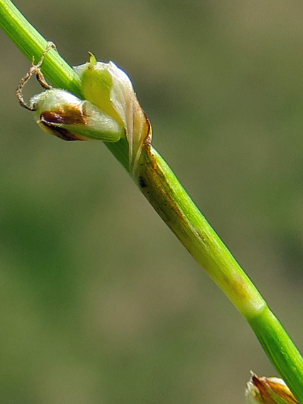 Carex11c