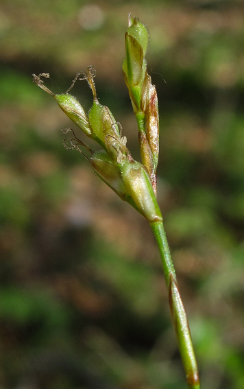 Carex14a