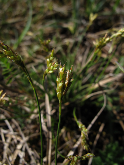 Carex13