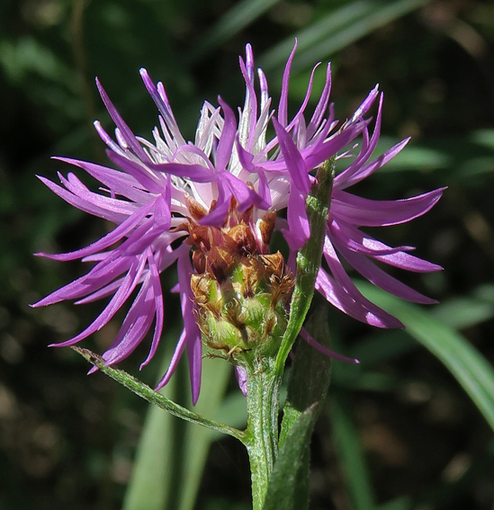 Centaurea4c