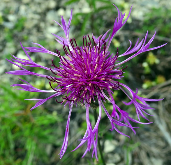 Centaurea15