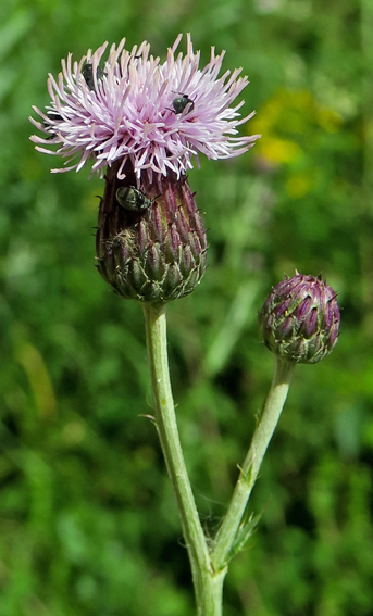 Cirsium10b1