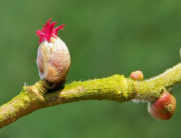 Corylus2