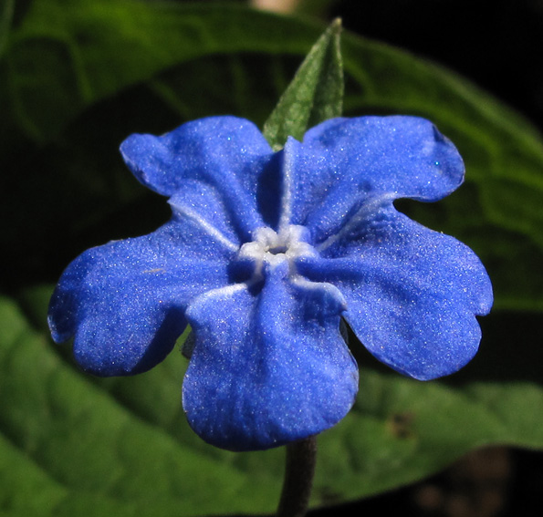 Omphalodes6