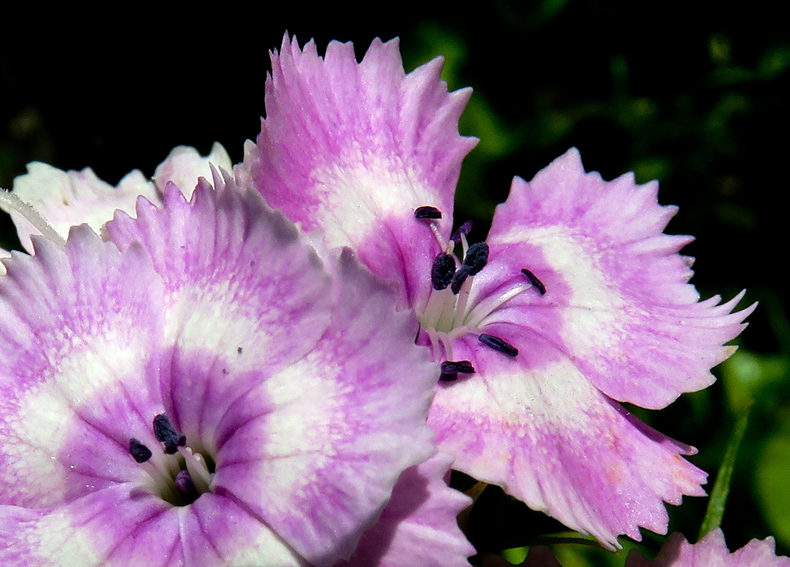 Dianthus25