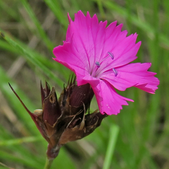 Dianthus4a