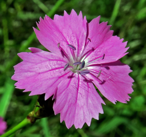 Dianthus5f
