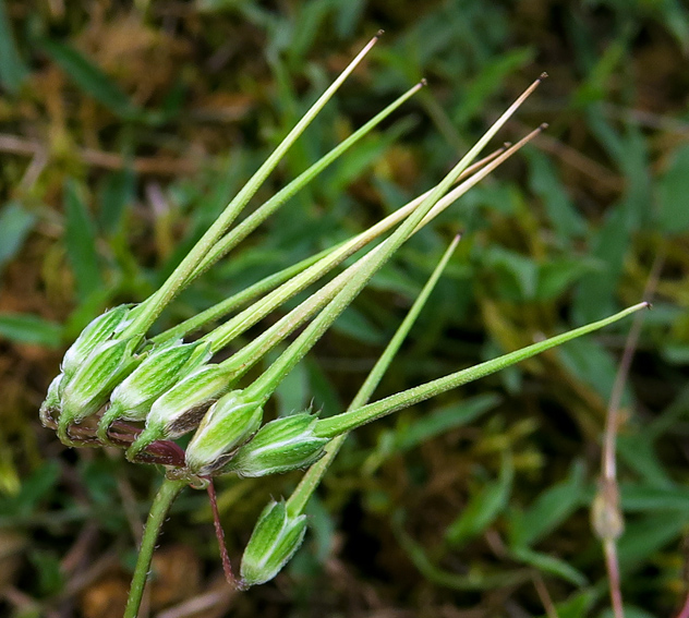 Erodium3c