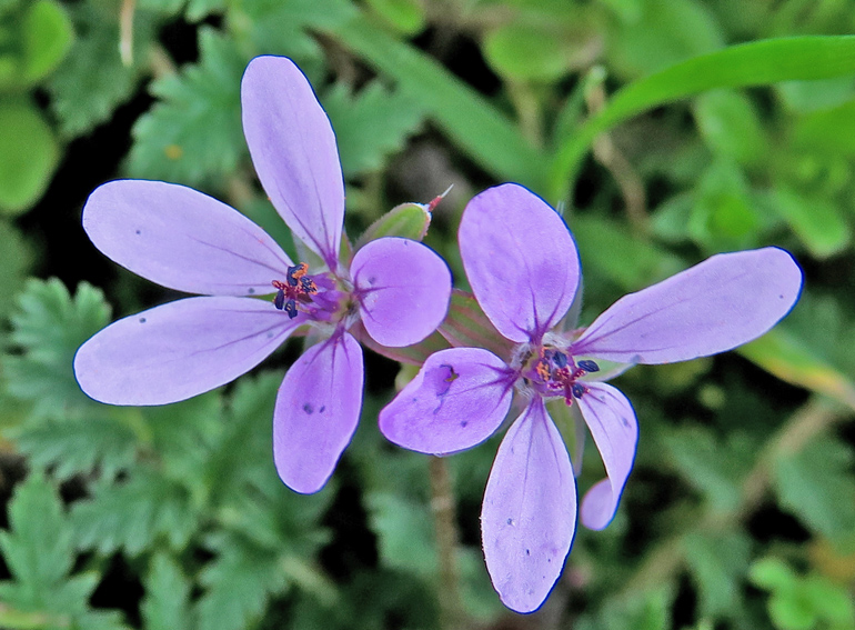 Erodium3a