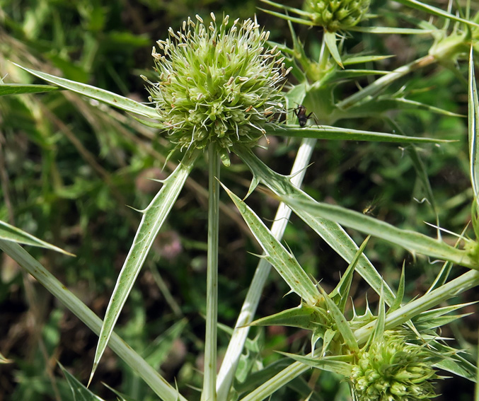 Eryngium1