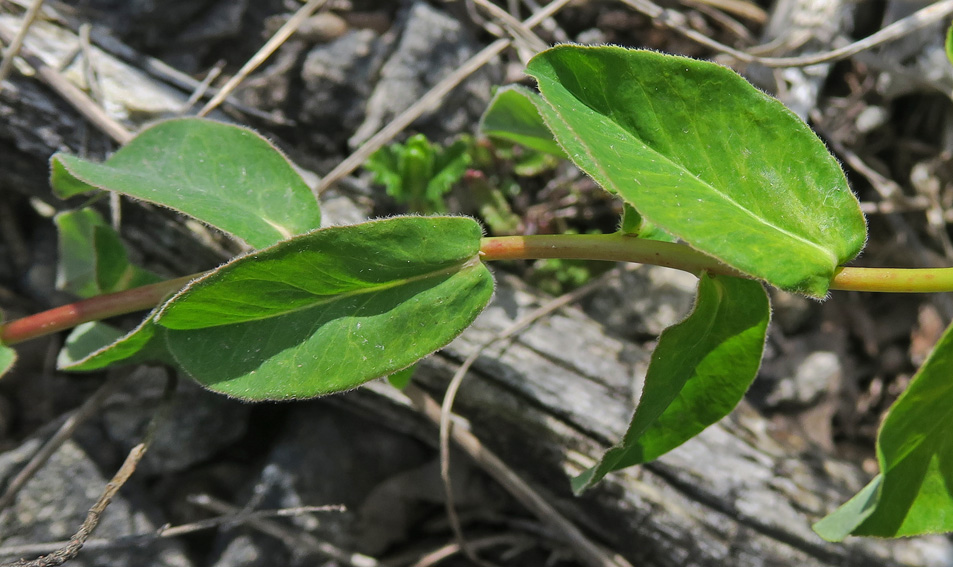 Euphorbia0a