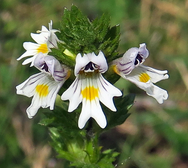 Euphrasia5