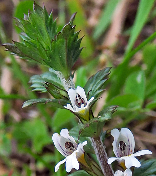 Euphrasia2