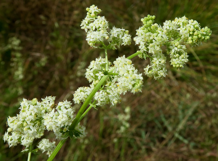 Galium7