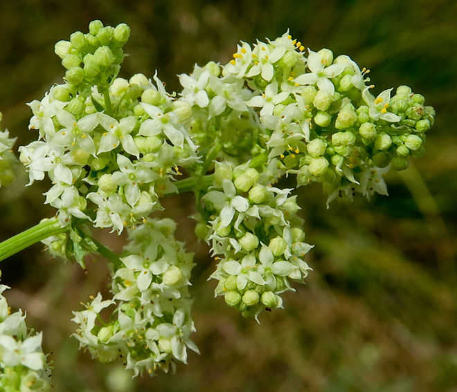 Galium5