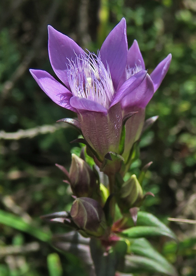 Gentiana6a