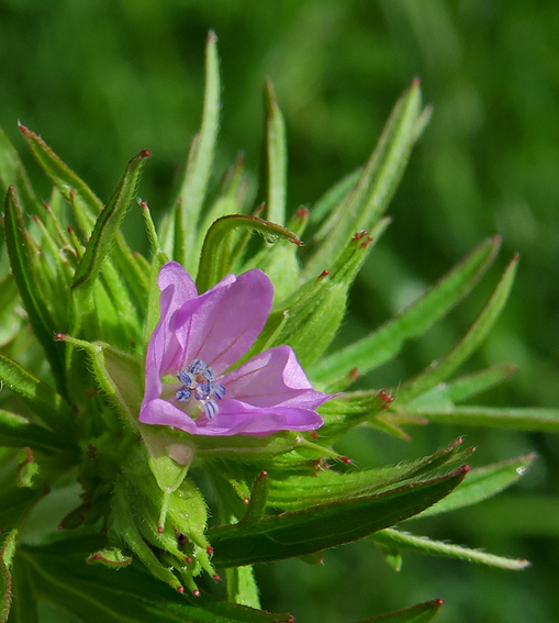 Geranium12a