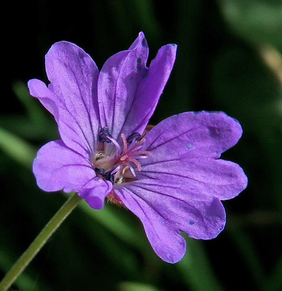 Geranium6b