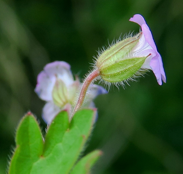 Geranium61b