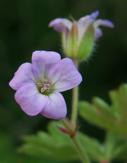 Geranium62