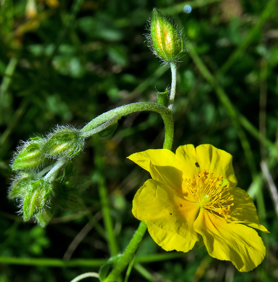 Helianthemum1