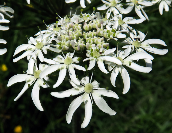 Heracleum6a