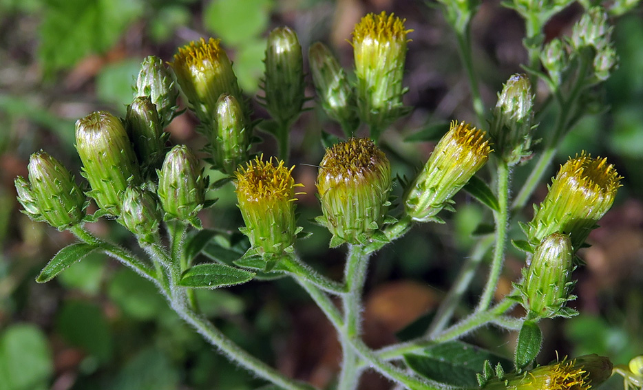 Inula3a