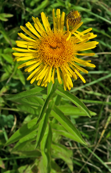 Inula8