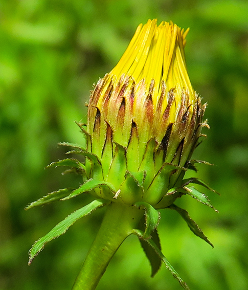 Inula8a