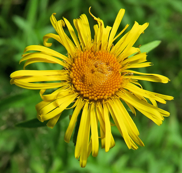 Inula9b