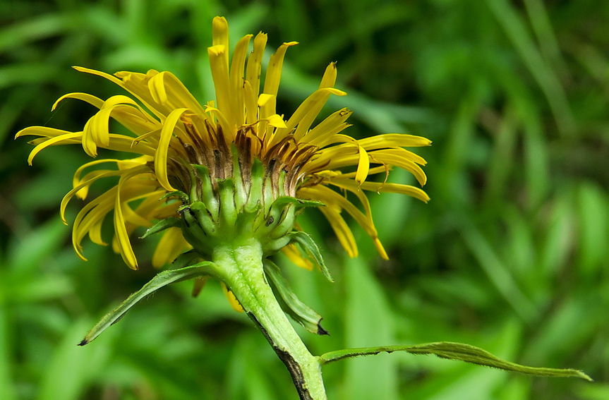 Inula9f