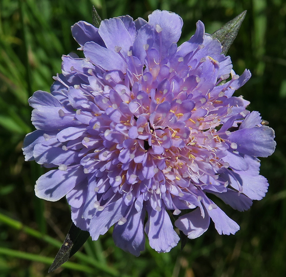 Knautia3g