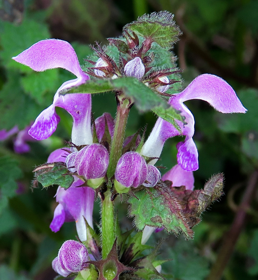 Lamium6a