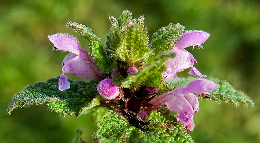 Lamium2a